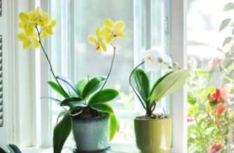Соблюдай эти 9 правил и твоя орхидея будет цвести круглый год.
