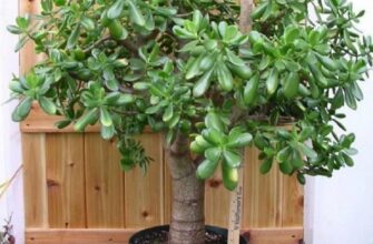 Многие выращивают дома «Денежное дерево»: знайте, что вы поливаете и выращиваете.