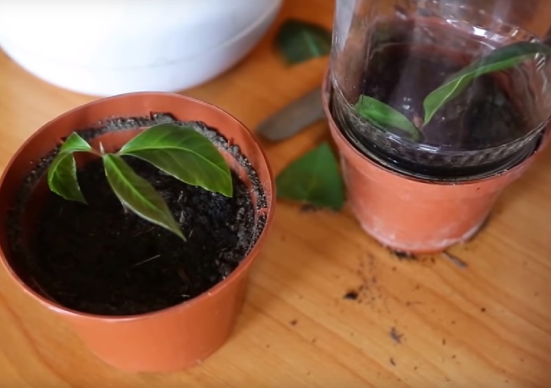 Возможно ли вырастить лаврушку на подоконнике