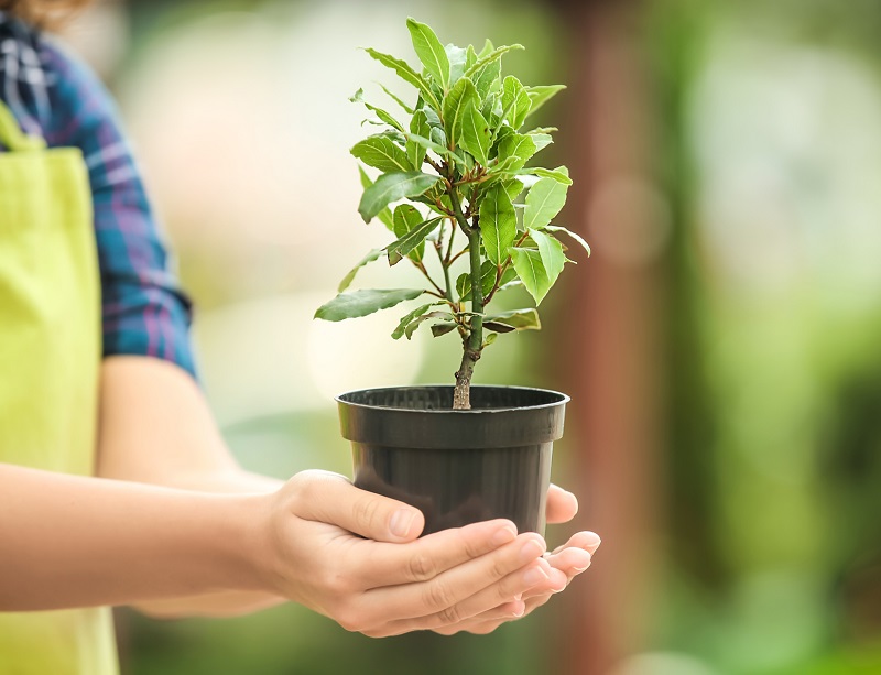 Возможно ли вырастить лаврушку на подоконнике