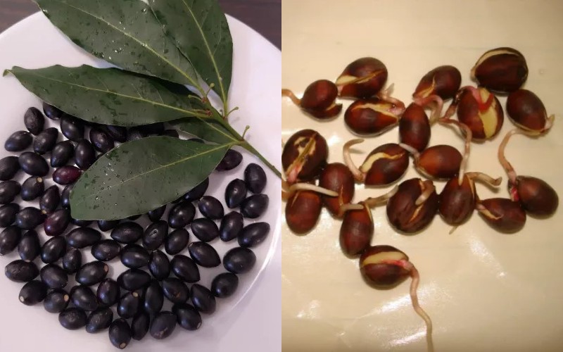 Возможно ли вырастить лаврушку на подоконнике