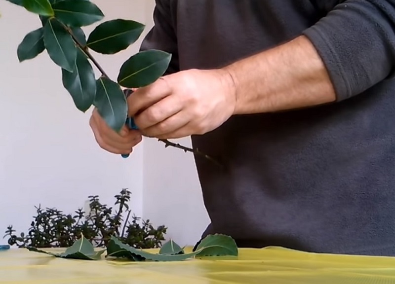 Возможно ли вырастить лаврушку на подоконнике