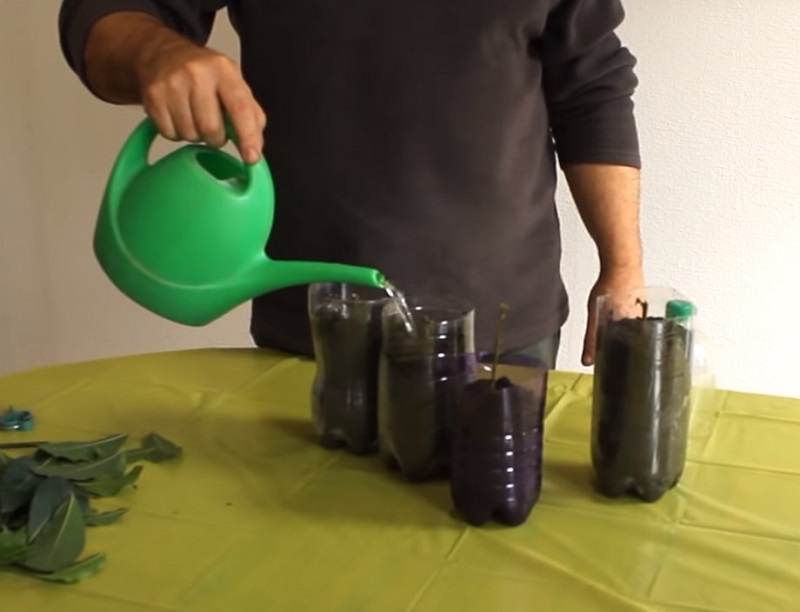 Возможно ли вырастить лаврушку на подоконнике