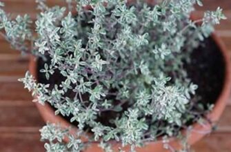 Самая мощная трава, которая уничтожает стрептококк, герпес, кандидоз и грипп!