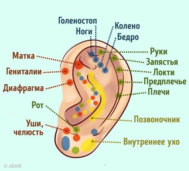 Узнайте, что ваши уши говорят о вас