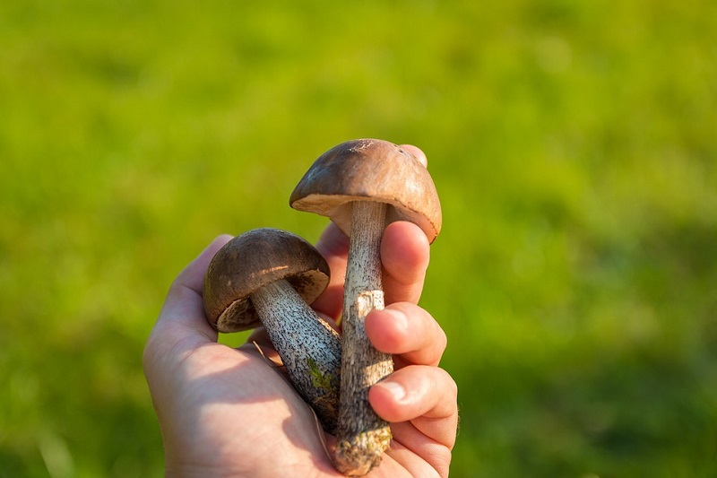Польза грибов