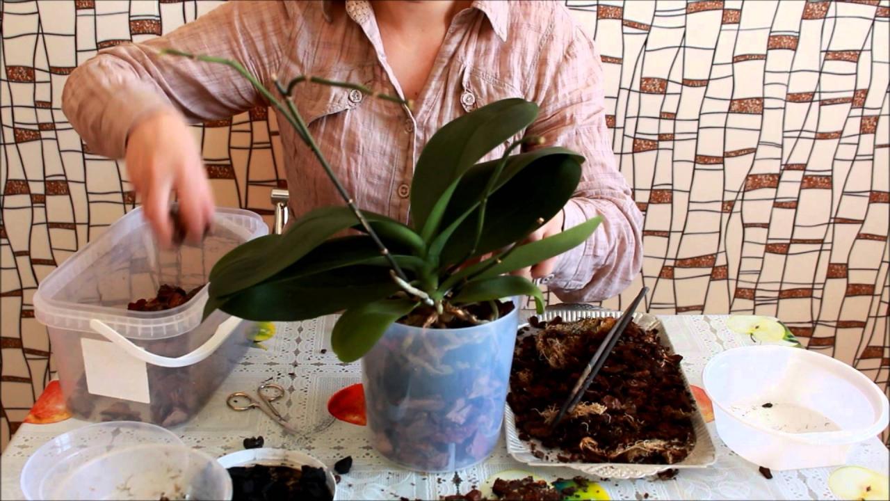 Оживите свою орхидею! 7 важных советов