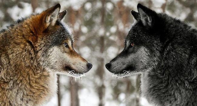 Притча про двух волков.