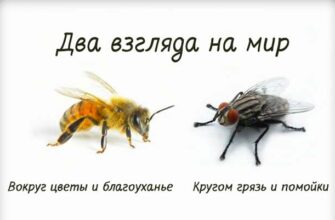 Короткая и мудрая притча о пчеле и мухе