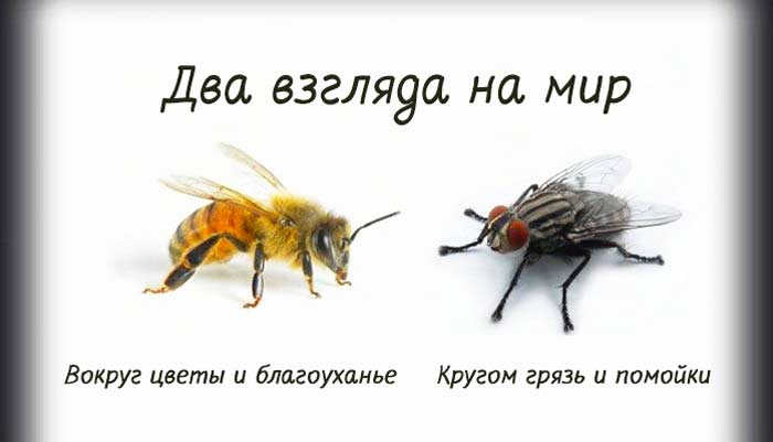 Короткая и мудрая притча о пчеле и мухе
