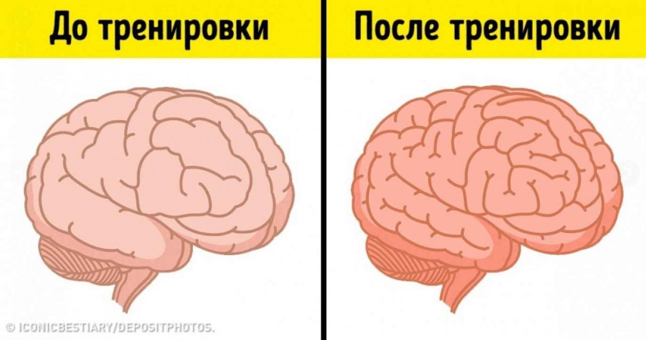 Улучшаем работу головного мозга без лекарств