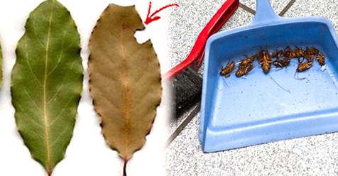 Вы больше никогда не увидите ни одного таракана! В каждом уголке вашего дома разместите несколько листьев этого растения