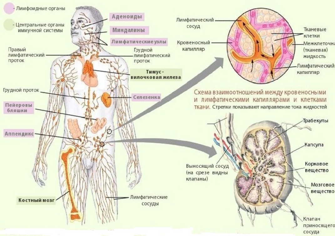 Уникальный рецепт очищения и лечения всей лимфатической системы